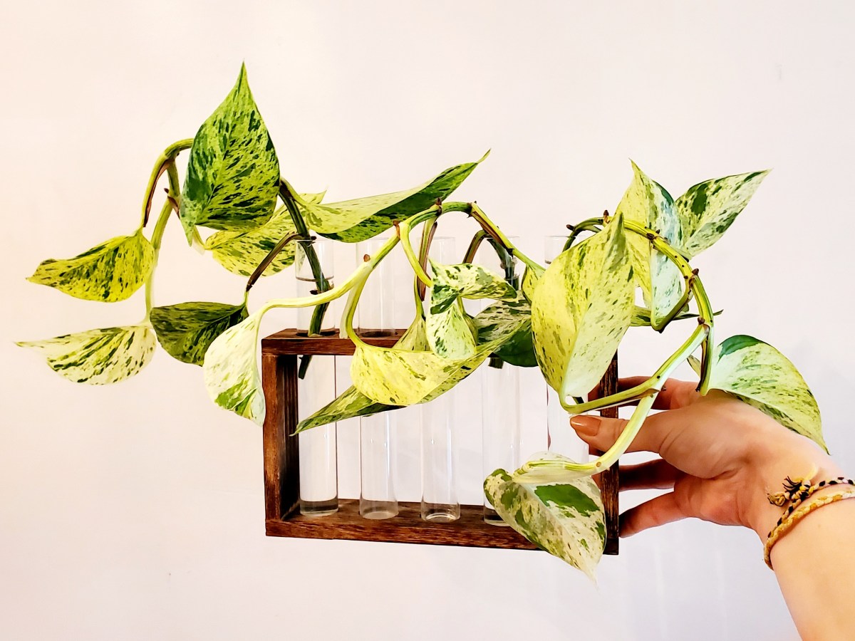 Bouturer une plante dans&nbsp;l&rsquo;eau