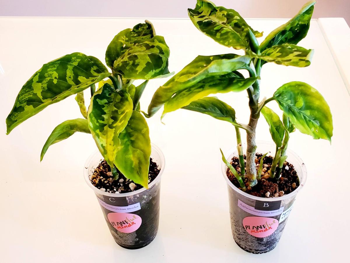 Je propage deux Aglaonema Pictum&nbsp;Tricolor