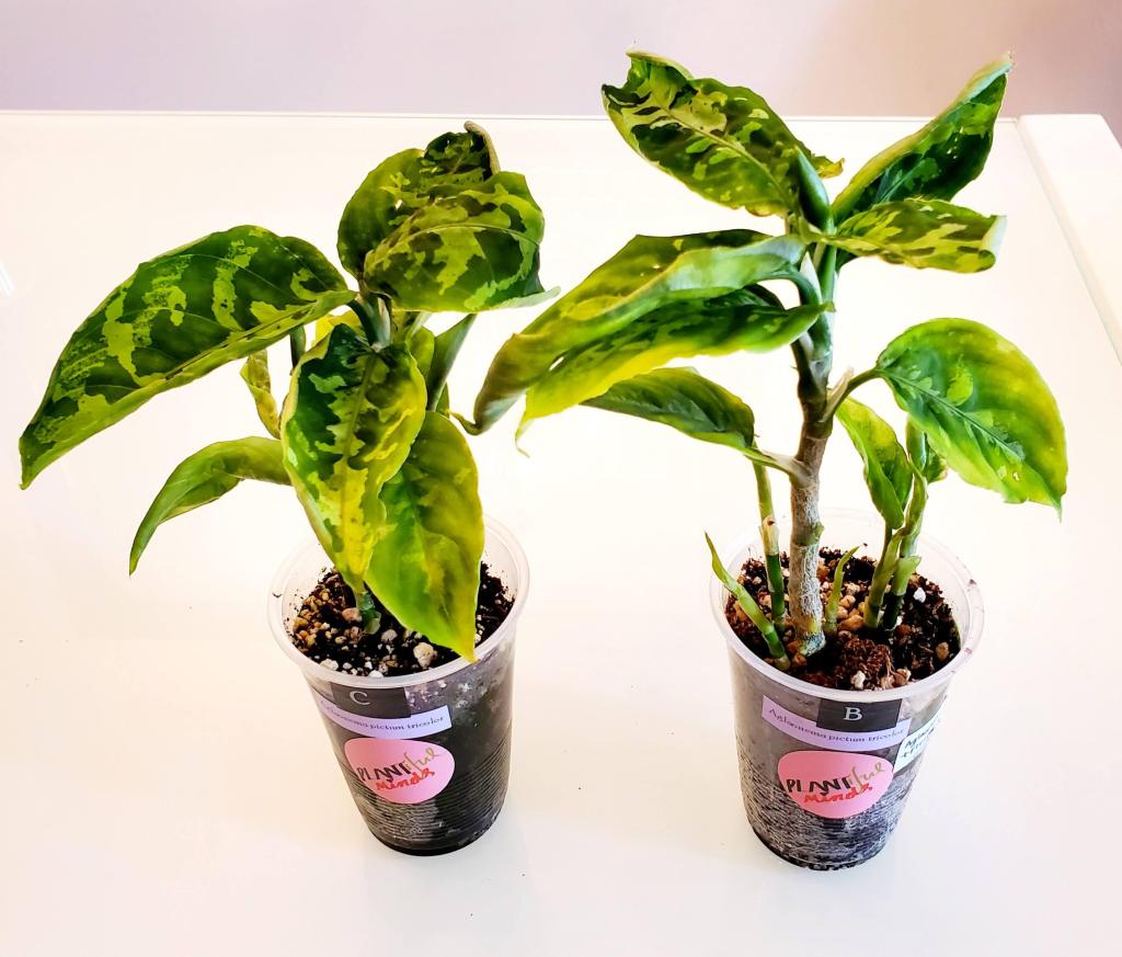 Je propage deux Aglaonema Pictum&nbsp;Tricolor