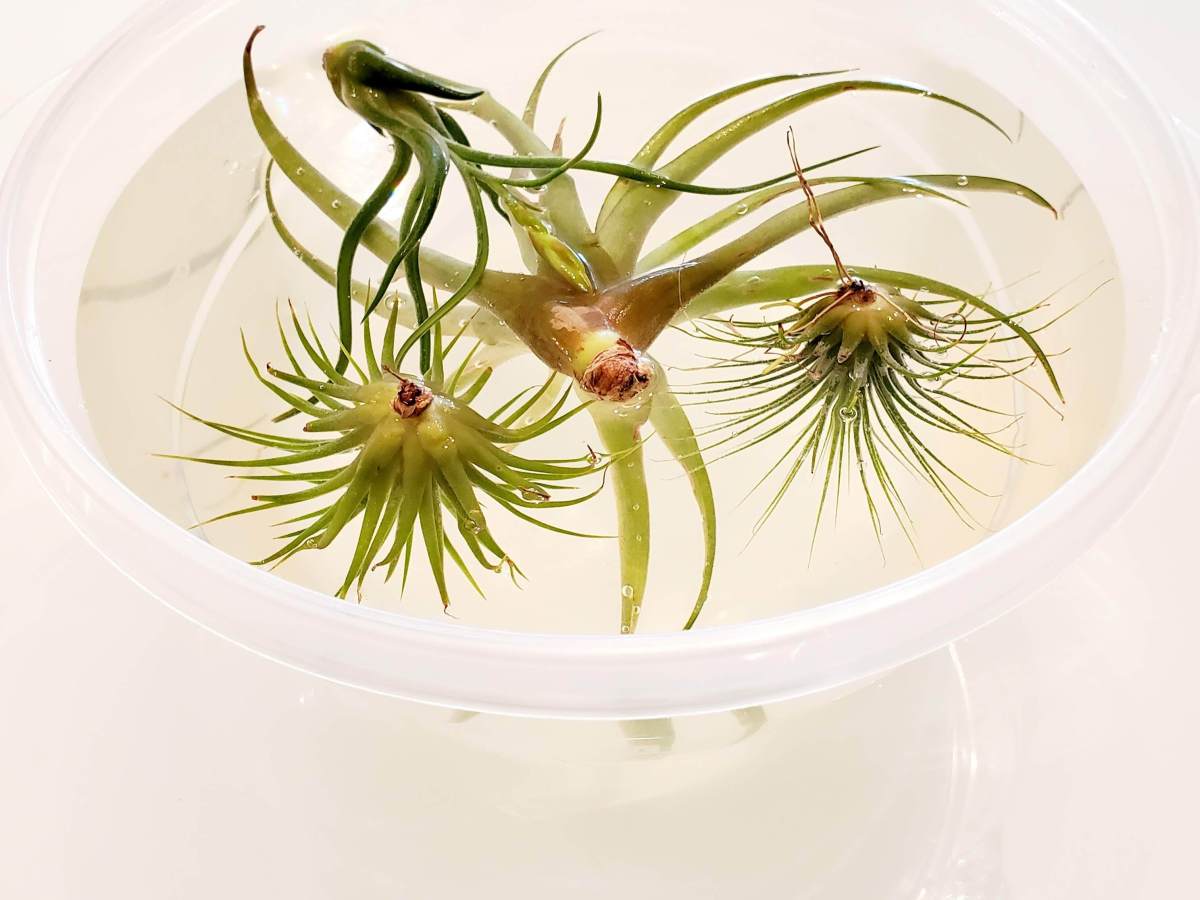 Prendre soin des&nbsp;Tillandsia