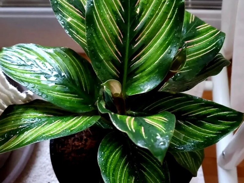 Mémo plantes :&nbsp;Marantacées