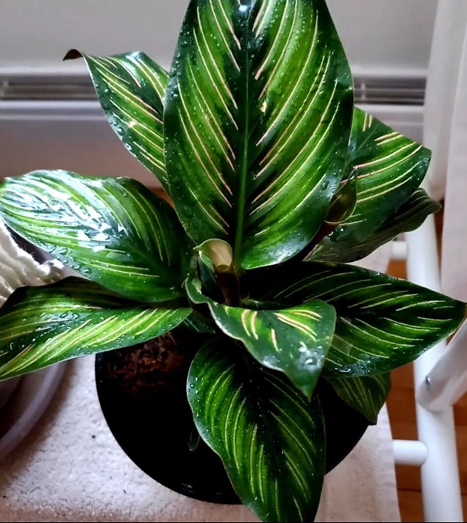 Mémo plantes :&nbsp;Marantacées