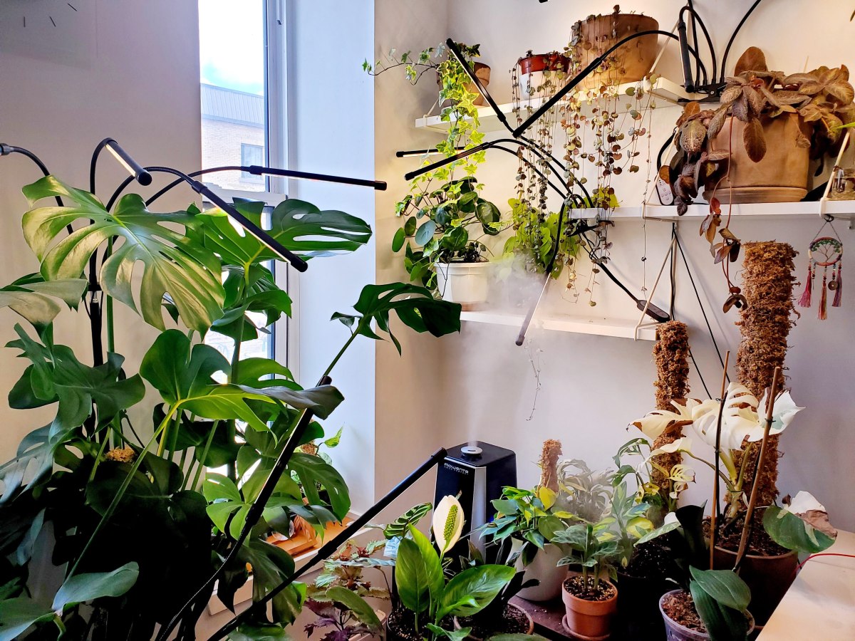 Je veux une jungle gratuite chez moi&nbsp;!