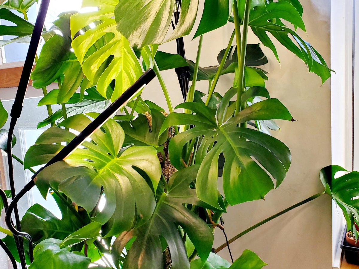 Mémo plantes :&nbsp;Monsteras