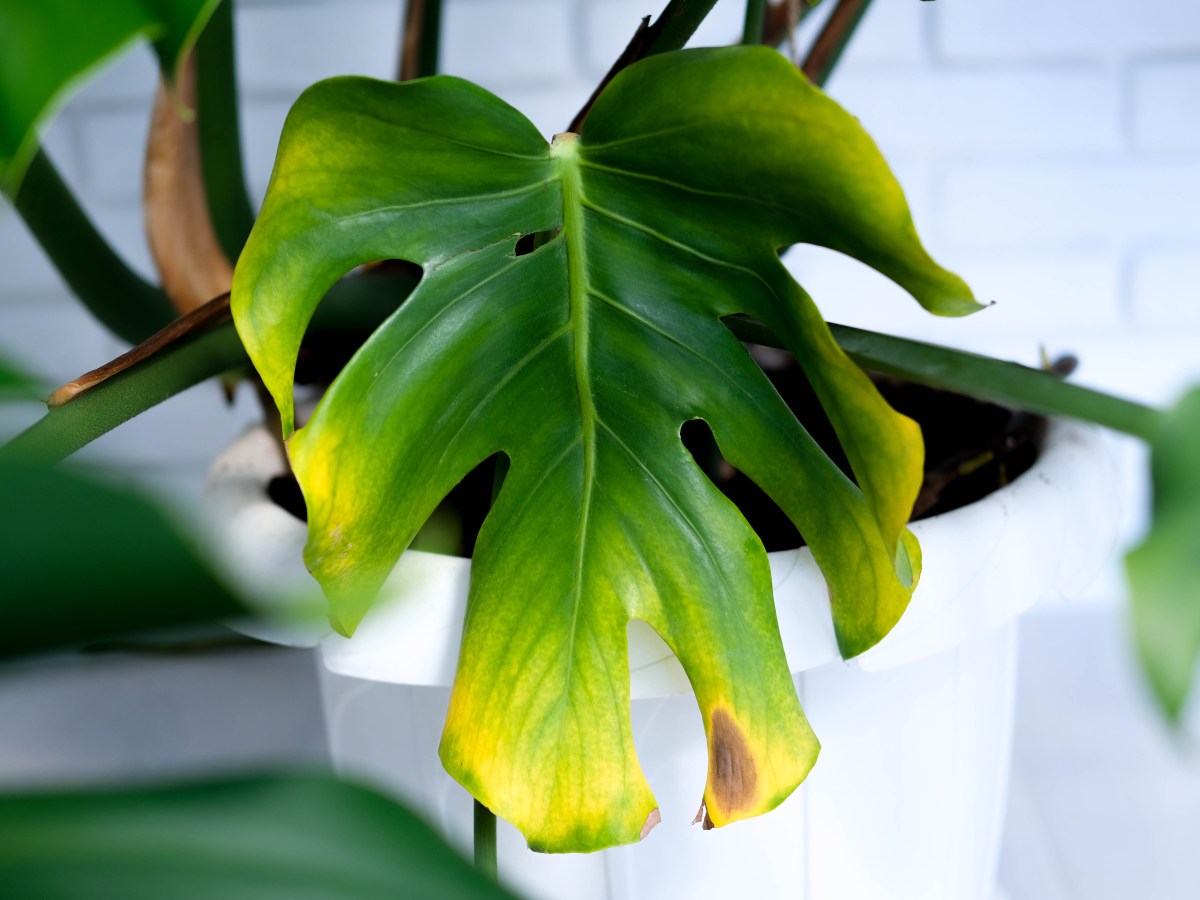 Éviter les erreurs communes avec les&nbsp;plantes