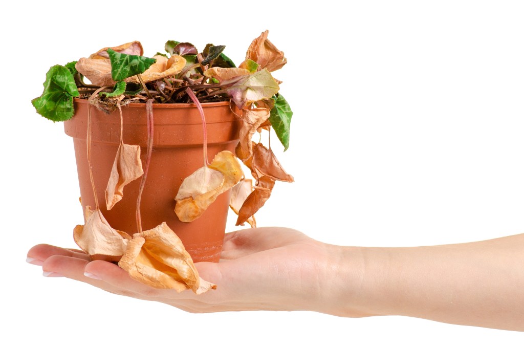 Comment ne pas tuer mes plantes&nbsp;?