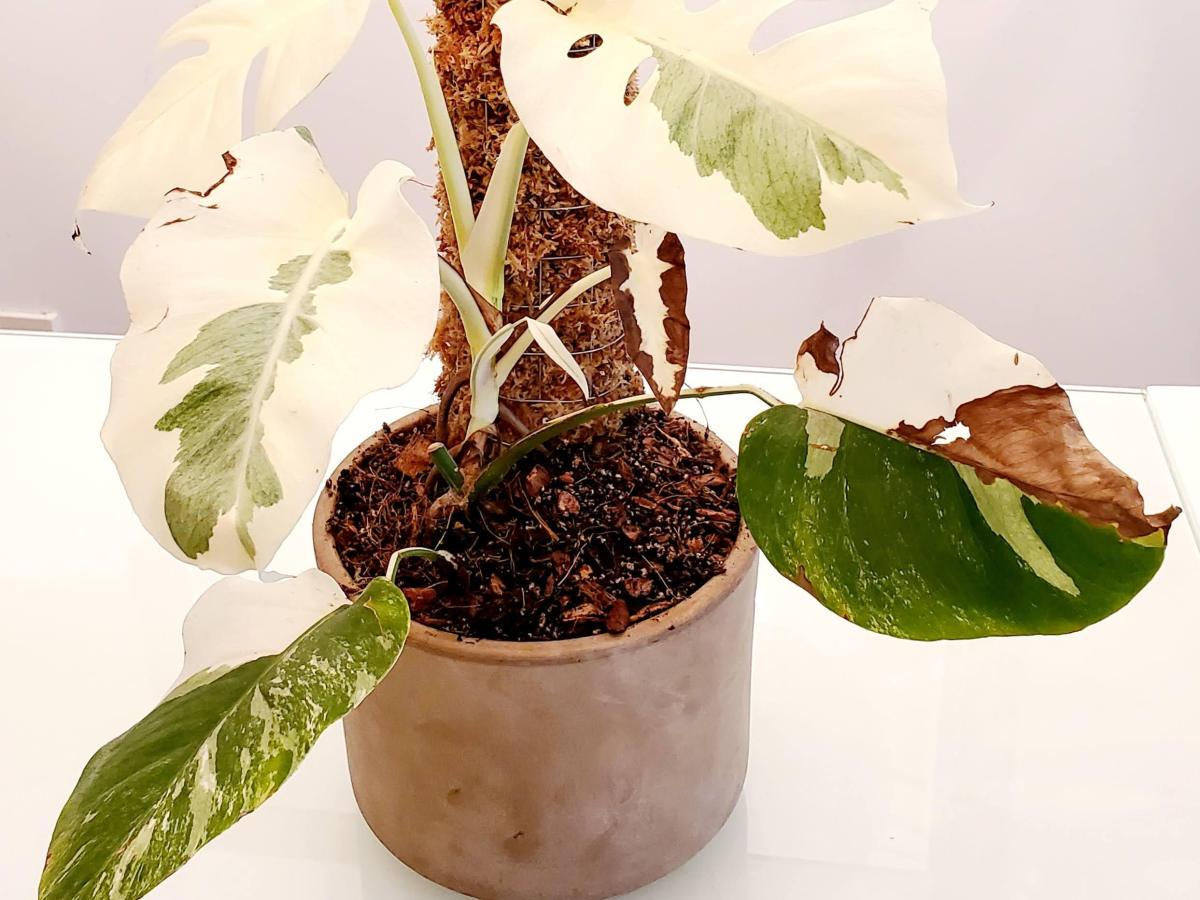 Rempoter une Monstera avec un&nbsp;tuteur