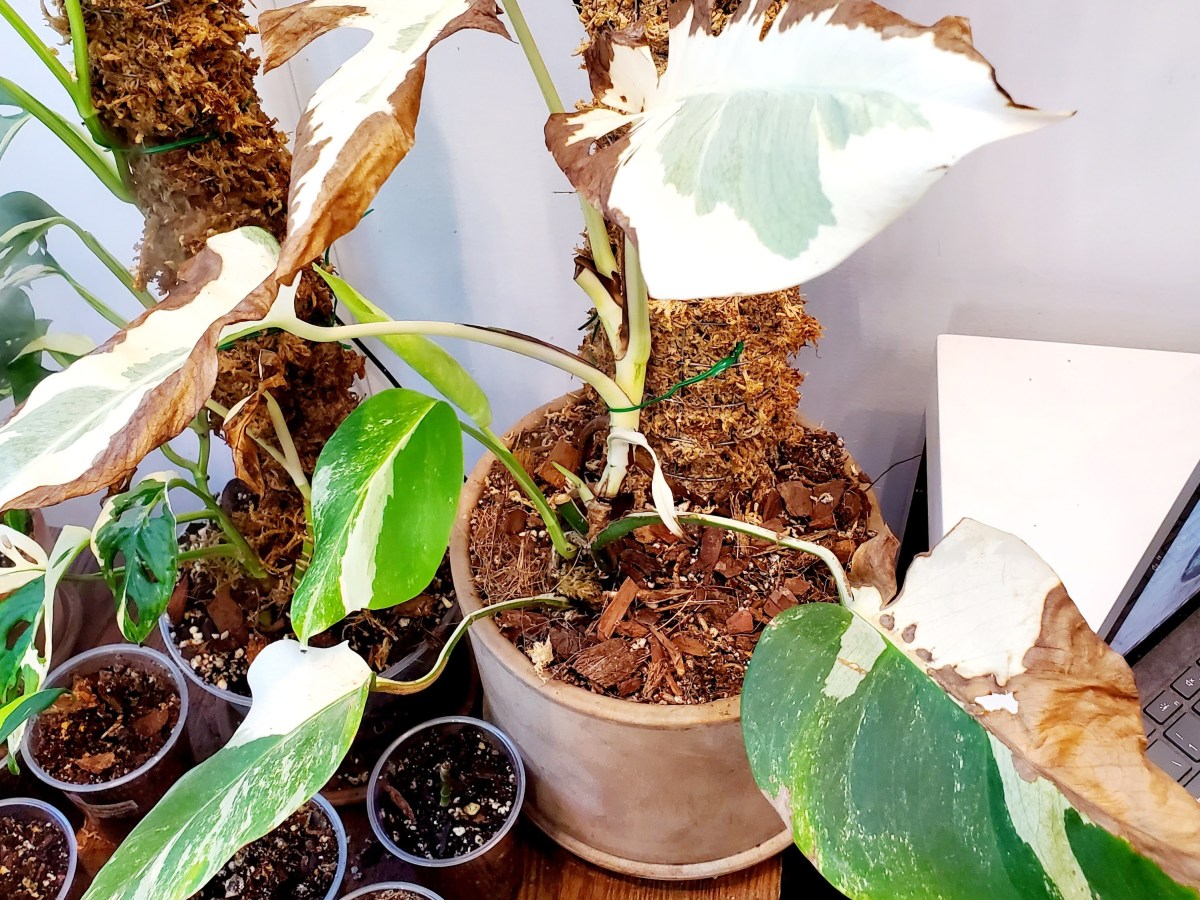 Je tranche en deux ma Monstera Albo&nbsp;🤪