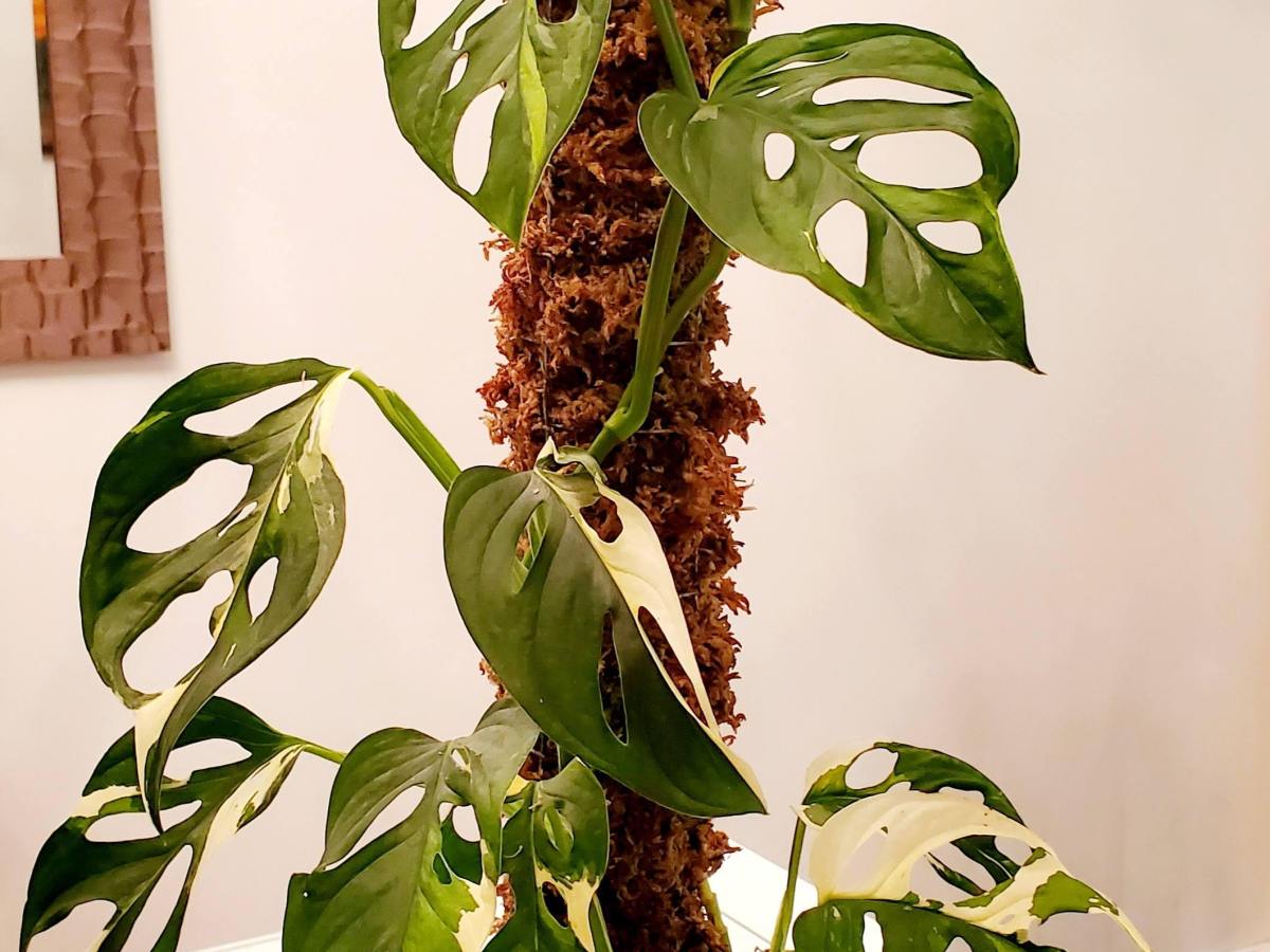 Je tente une propagation de ma Monstera Adansonii&nbsp;Variegata