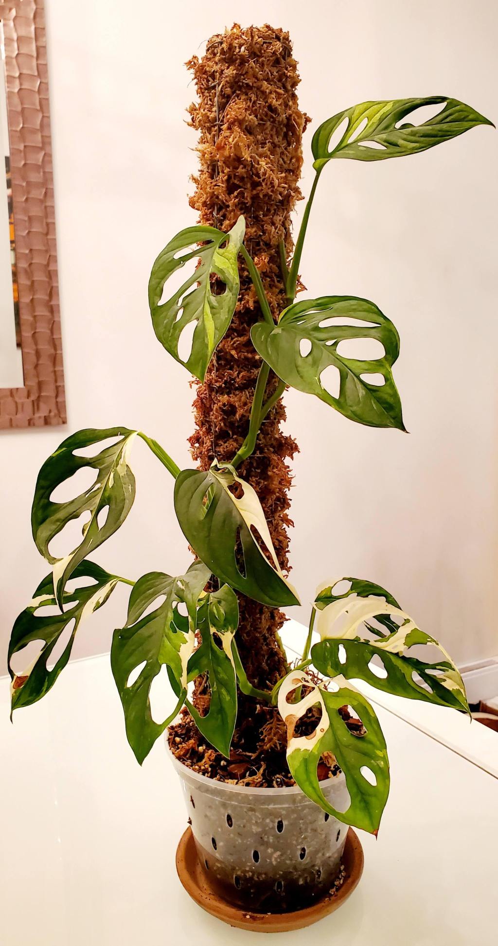 Je tente une propagation de ma Monstera Adansonii&nbsp;Variegata